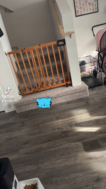 Nosy 2 fur babies😻🐯🐈🐈‍⬛