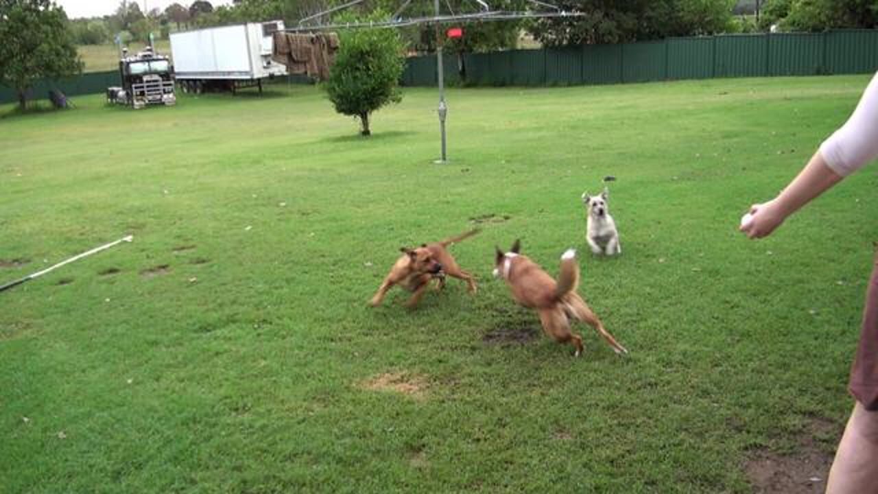 The dog that plays takes one almost stacks it up