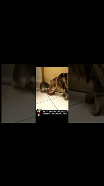 É isso que da fazer amizade com um rato #SHORTS