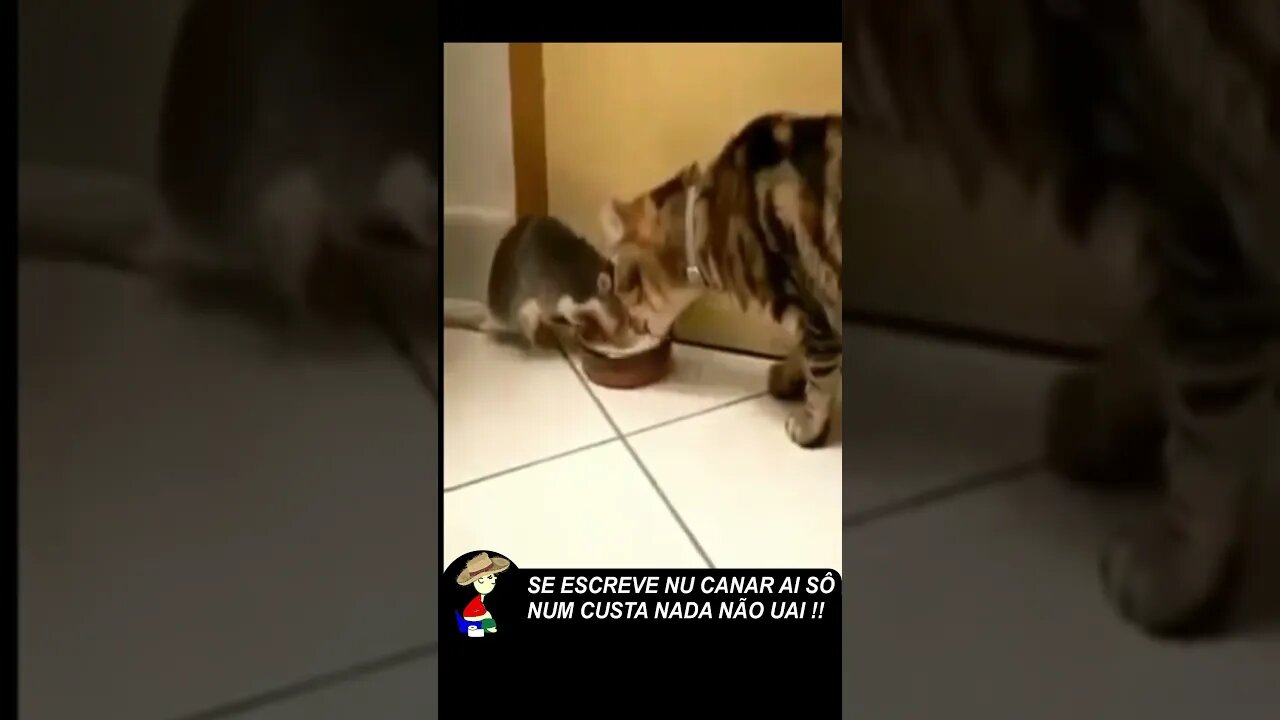É isso que da fazer amizade com um rato #SHORTS
