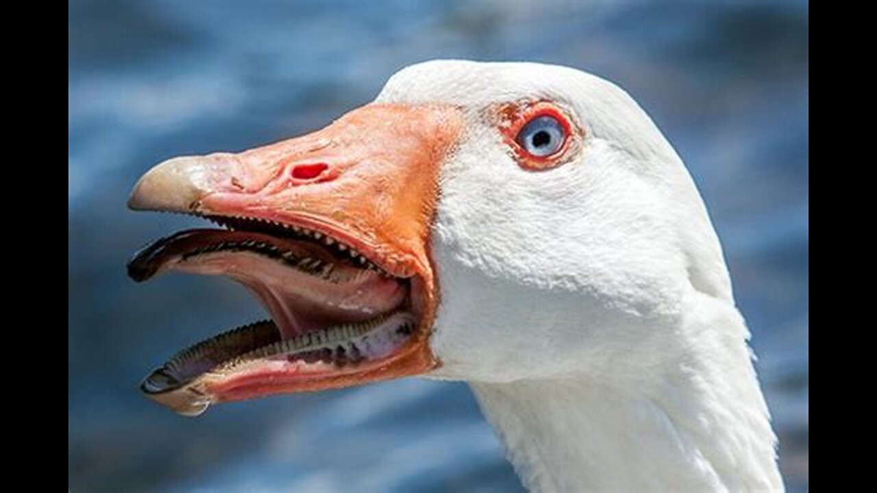The Goose video; The White and the Gray