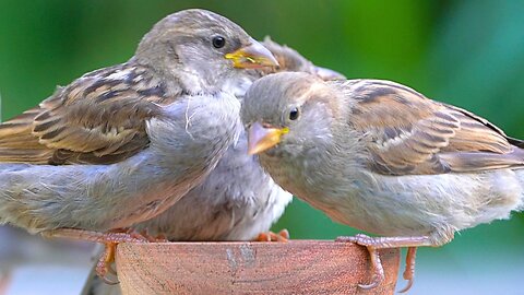 Everybody Get on the Feeding Bowl. House Sparrows