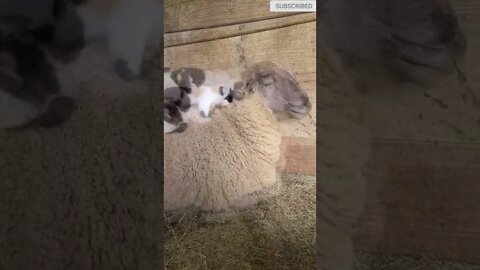 cute cat videos 😹 funny videos 😂 510 😻