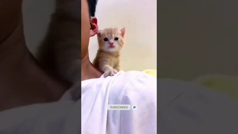 funny cat videos | cute cat videos| cute animals funny cats #shorts #shortsfunny #cutecat #funnycat