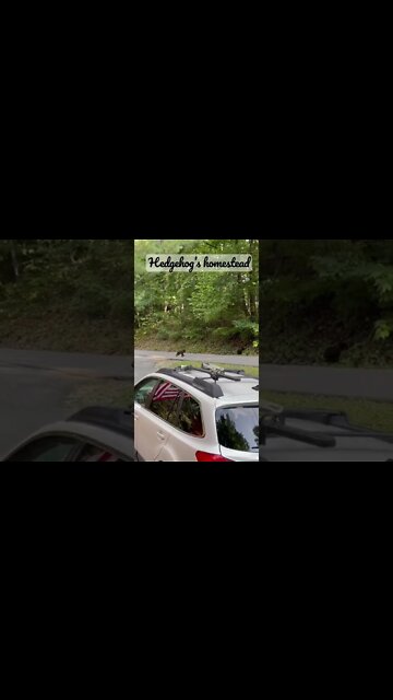 Baby Cubs￼#BearCubs