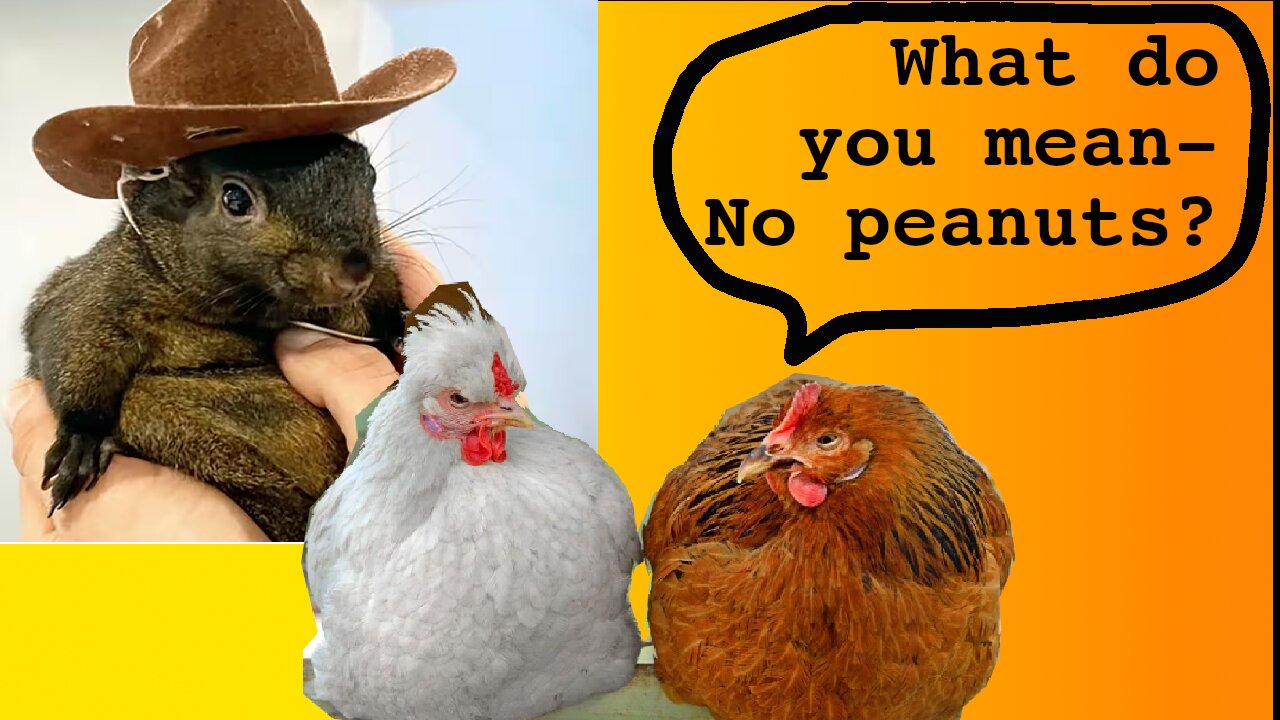 Peanut the Squirrel, British Chickens and The Overbearing State