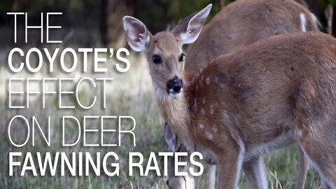 The Coyote's Effect on Deer Fawning Rates