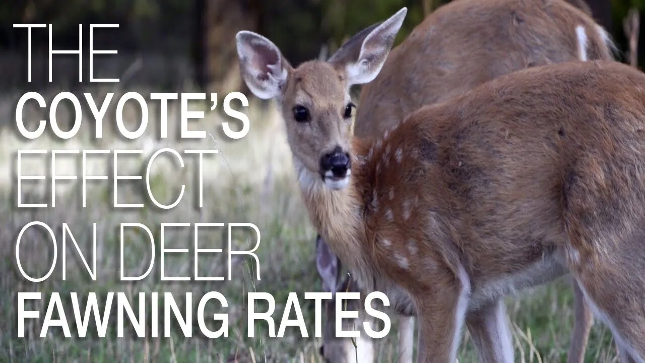 The Coyote's Effect on Deer Fawning Rates