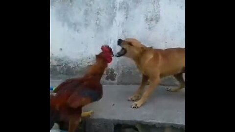 Funny 🤣 fight 😂 between cock and dogs