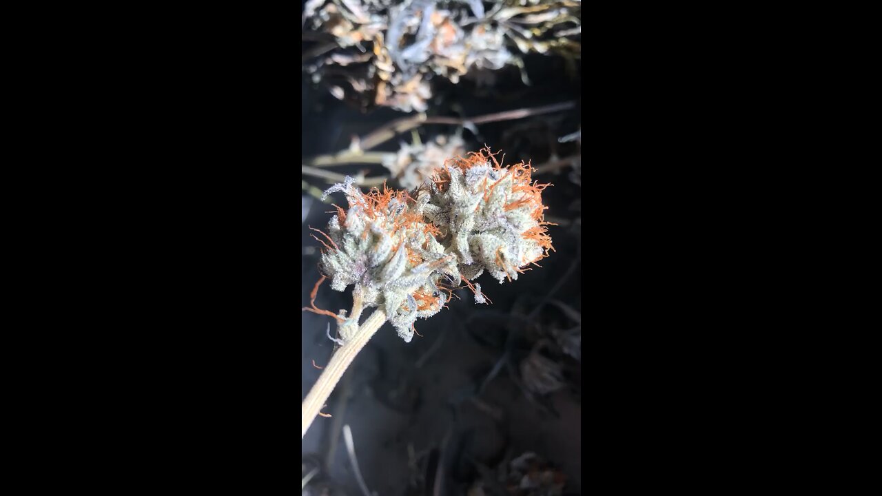 Slapz (runtz x grease monkey) 🦍🍬