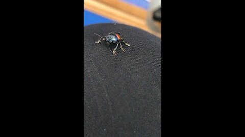 Bee on My knee