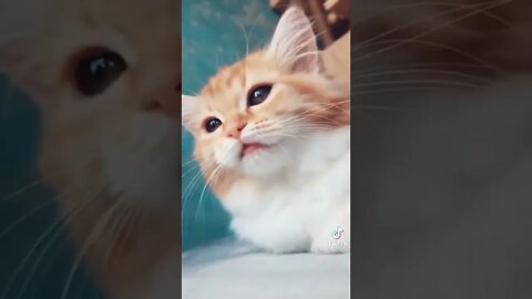 Funny & Cute Cats Compilation #tiktok #shorts 😻 #ytshorts #cute #cat #youtube #youtubeshorts