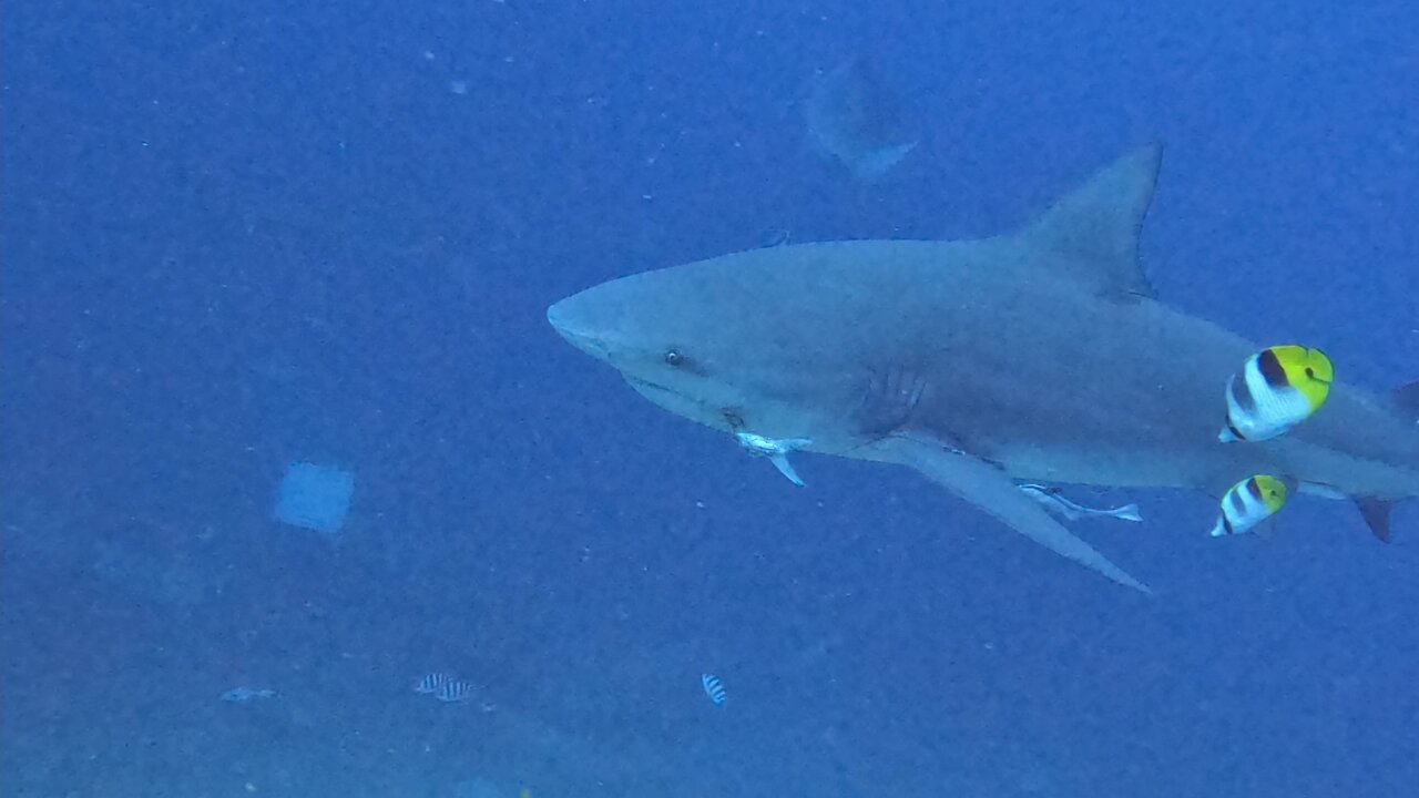 Bull shark has hook in its mouth with bait still attached