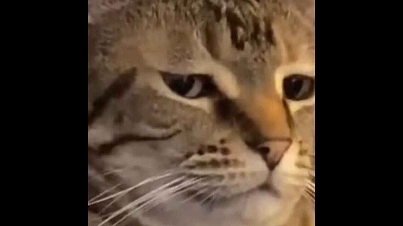 BEST FUNNY ANIMAL VIDEOS 2022