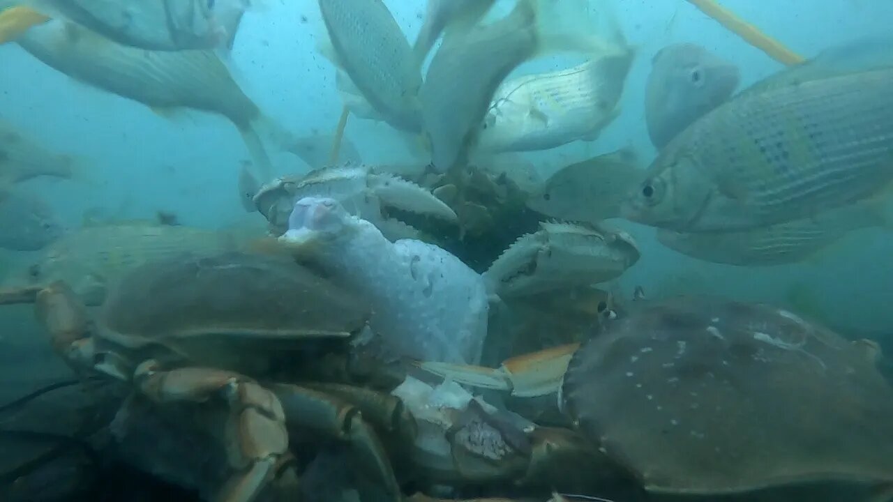 Crabbing Underwater footage Part 1 / Garibaldi, Oregon