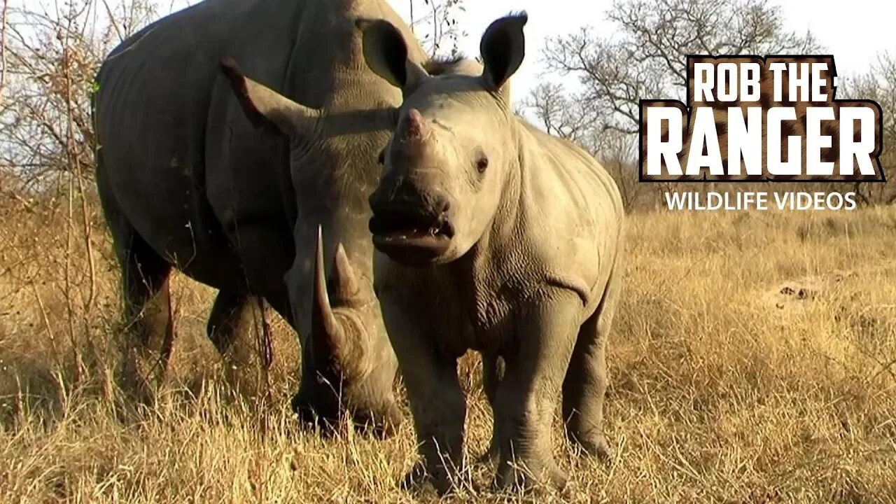 Southern White Rhinoceros Calf | Archive Footage