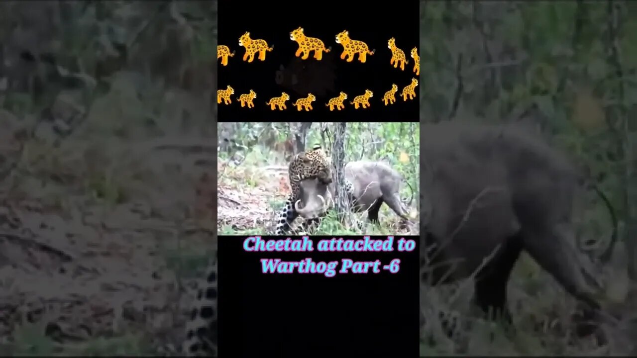 Cheetah attacked to warthog 2022 part -6 #shorts #youtubeshorts #shortvideo