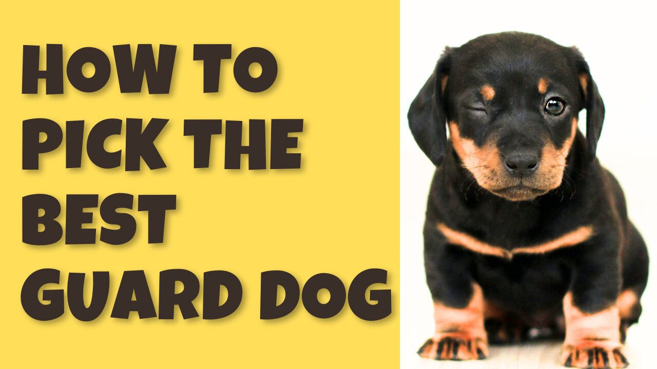 How to pick the Best Guard Dog