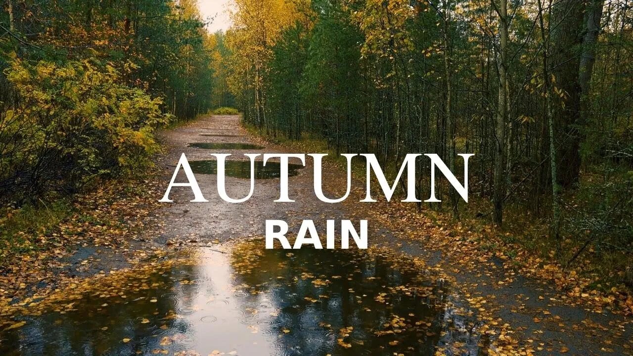 🔴Beautiful Autumn Forest with Light Raindrops | Gentle Rain, Sleep Music, Studying & Relaxation