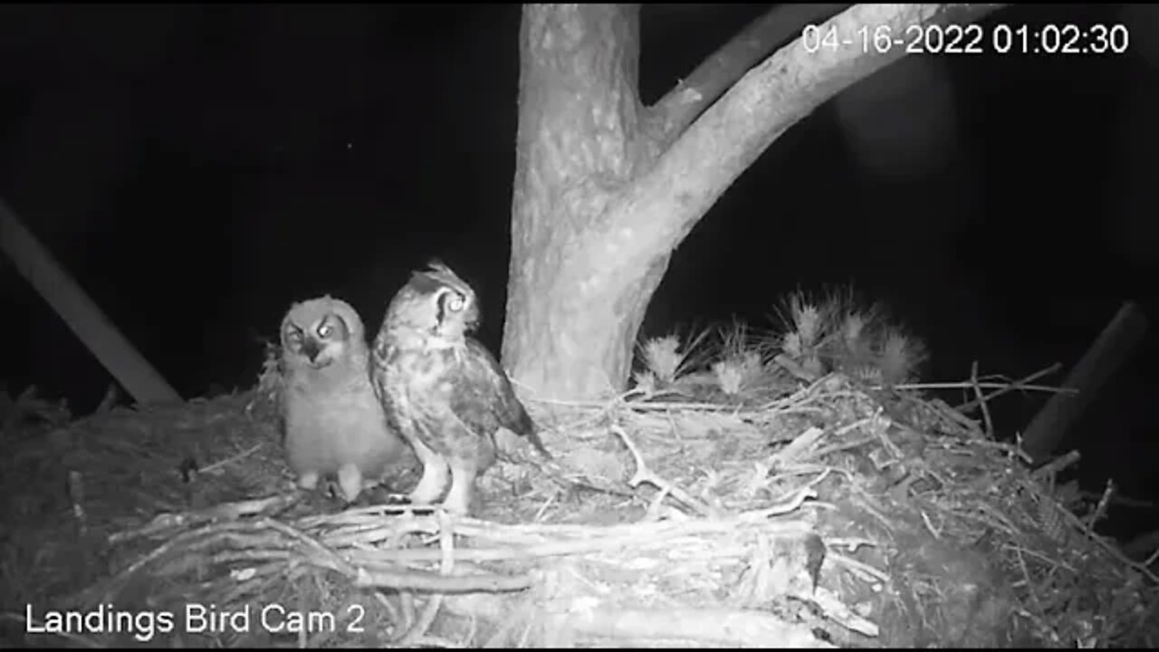 Sharing a Midnight Snack 🦉 4/16/22 01:02