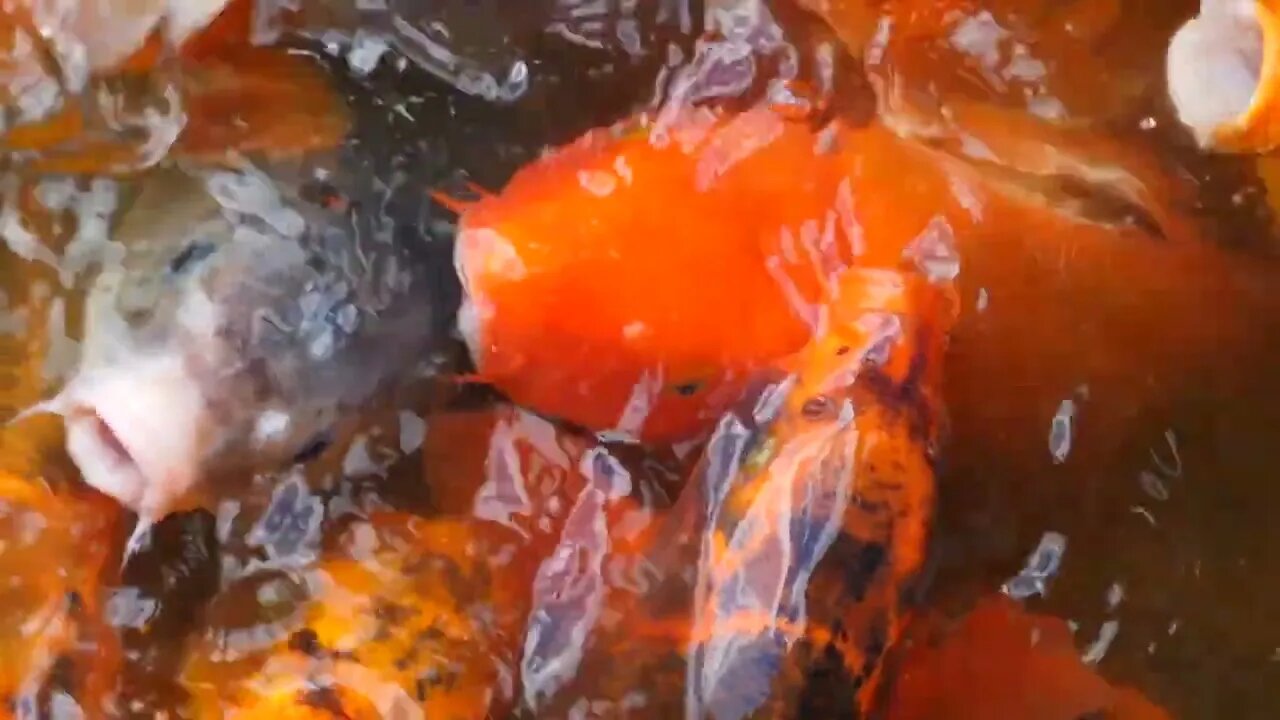 Huge Japanese Koi Swimming And Eating In A Garden Pond