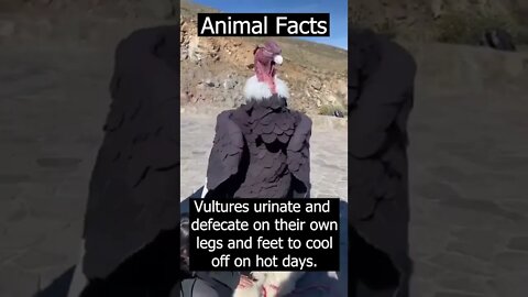 unbelievable animals #shorts #animals