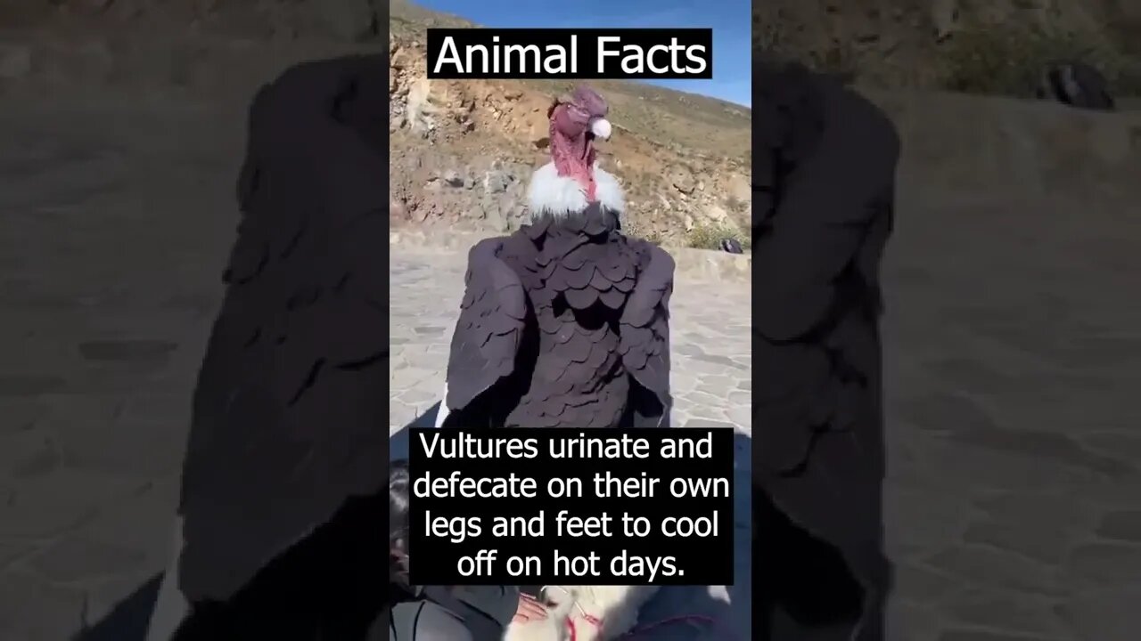 unbelievable animals #shorts #animals