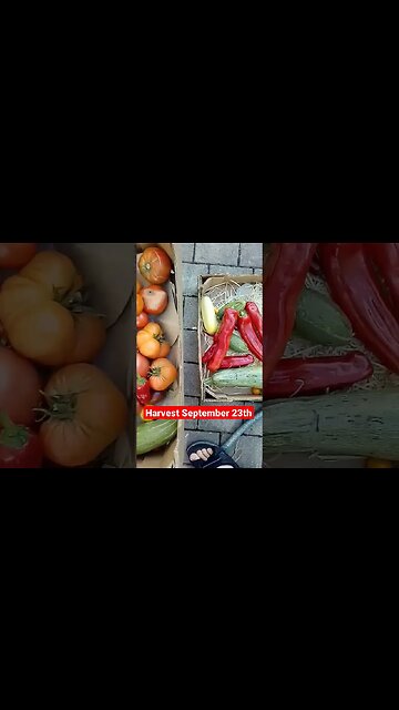 Farm live, Harvest from permaculture garden