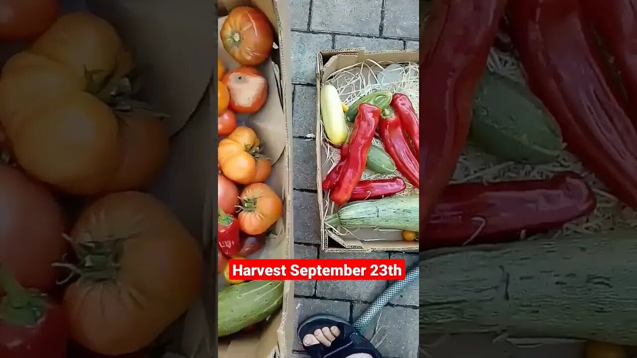 Farm live, Harvest from permaculture garden