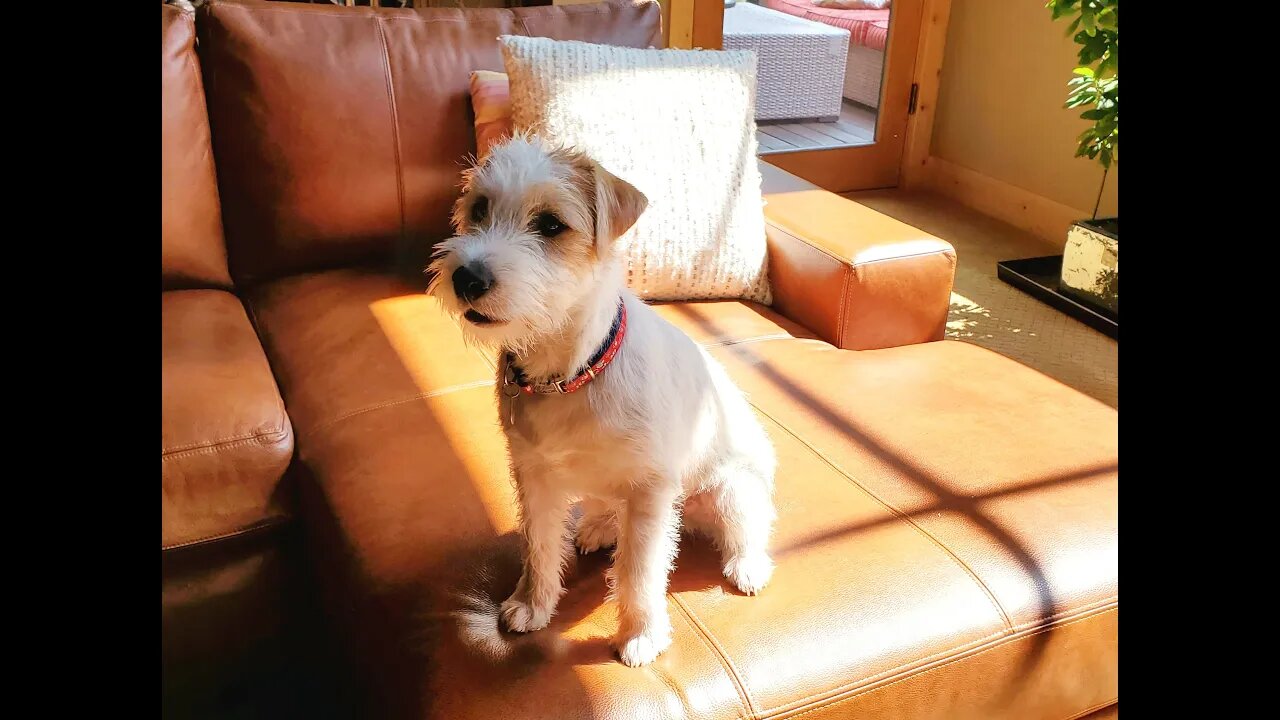 Ares Jack Russell overwhelmed by other dogs on TV