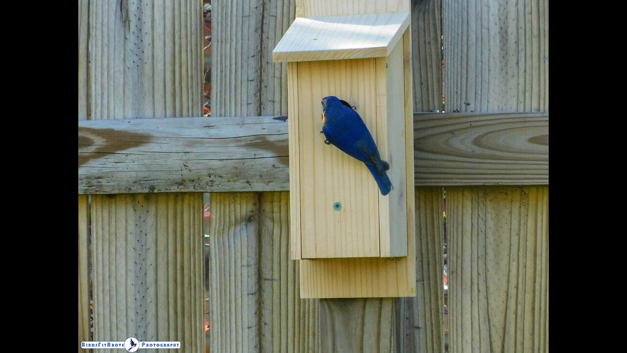 Bluebirds are small, colorful birds