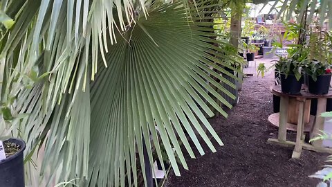 Big Brahea edulis in Oregon.