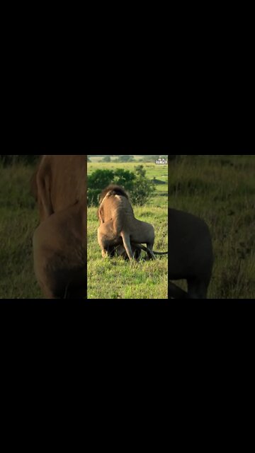 Lions On Honeymoon? | Saturday #shorts