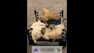 Wrestler kittens! So cute! #shorts