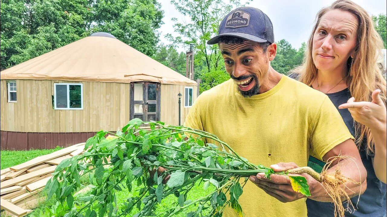 His Favorite WEED | What this means for our farm