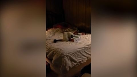 The New Kitty Mozart