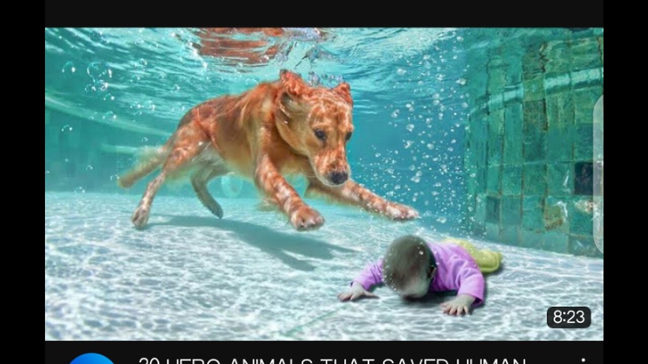 Real hero animals saving lives in 2023