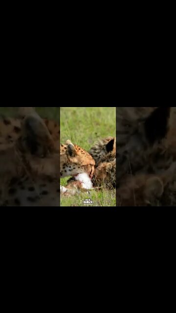 Cheetahs Chew Gazelle | Saturday #shorts | #giveityourbestshort