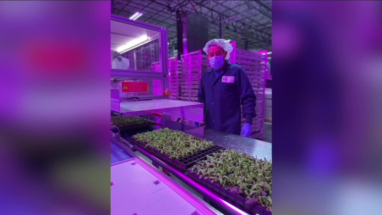 Kalera Farm growing greens in vertical indoor farms