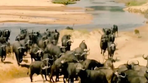 || Buffalo attack to group of Lion and her Baby || 2022 ||