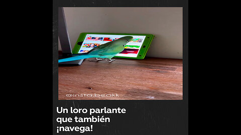 Loro navega en internet y además tiene sus preferencias