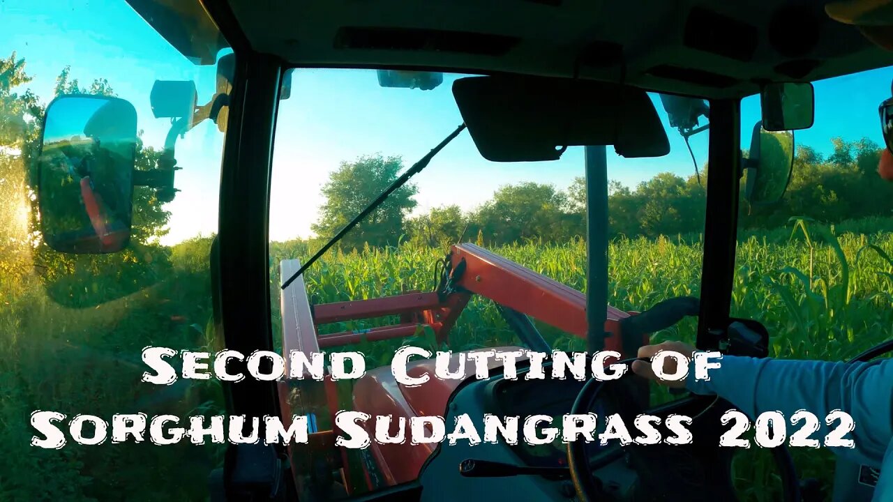 It has been a sad week for our family... Mowing second cutting sorghum sudan September 2022.