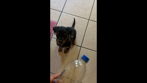 Baby rottie plays with water bottle