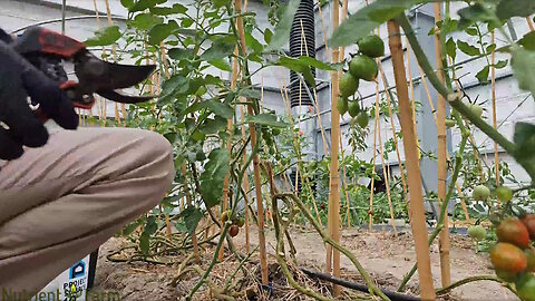 Nutrient Farm Scenery #33 - Organic Tomato pruning