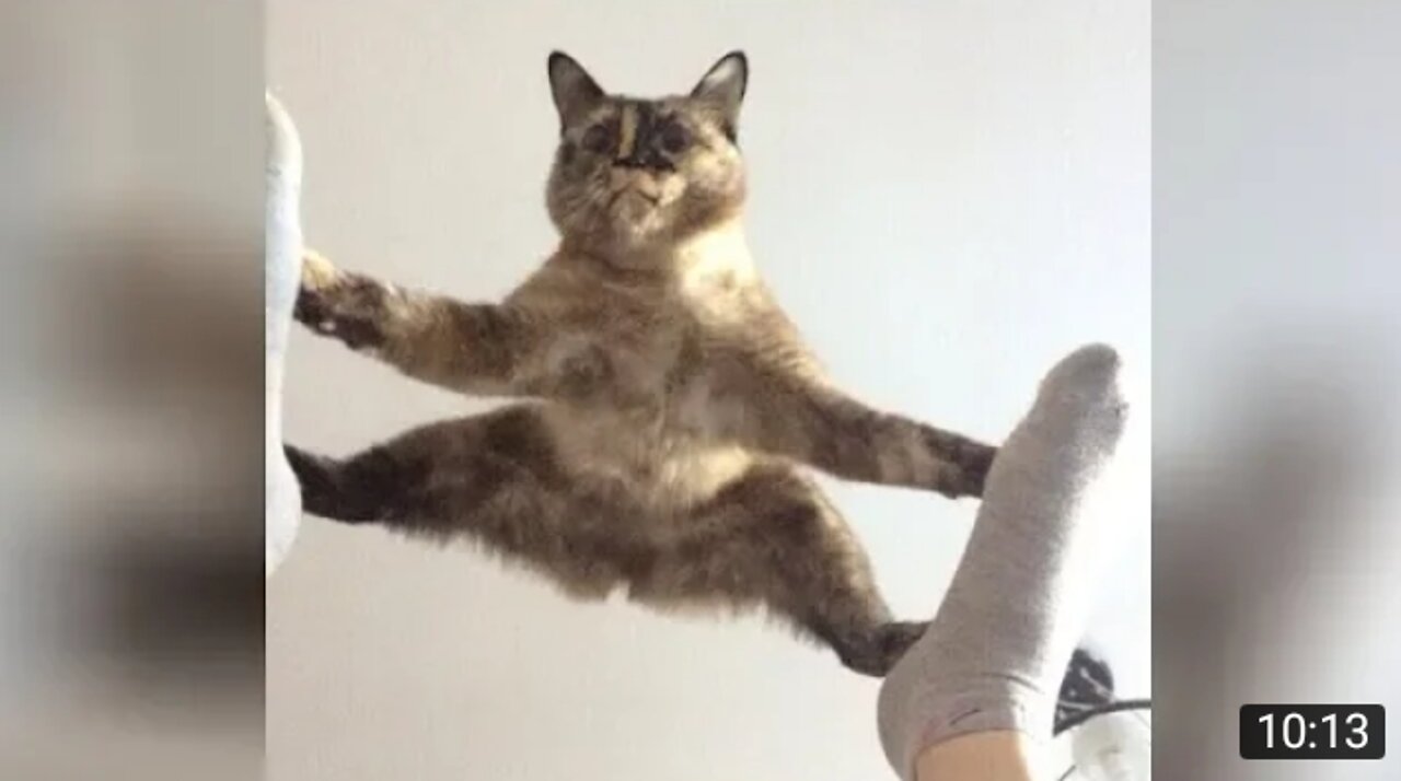 best funny cat 2022