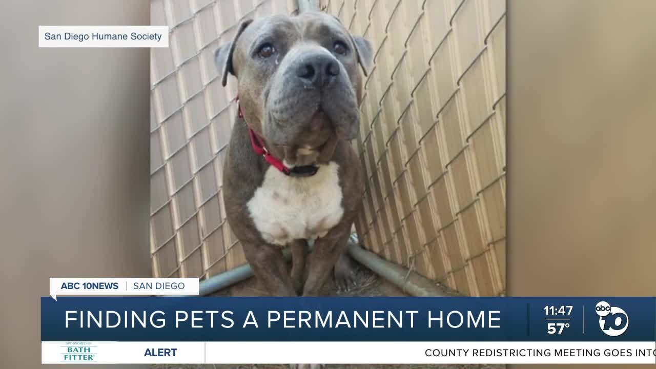 ABC 10News Pet of the Week: Rocky