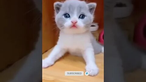 cute cat videos 😹 funny videos 😂 956 😻#shorts #shortsfunny #cutecat #catvideos #cats #catscare #cat