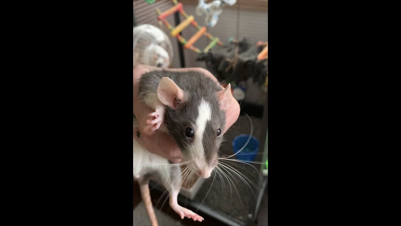 3 pet rat introductions