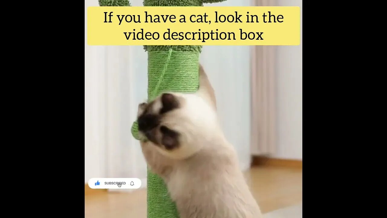 cute cat videos 😹 funny videos 😂86