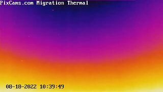 Birds caught riding a thermal on the Migration Thermal cam 8/18/2022